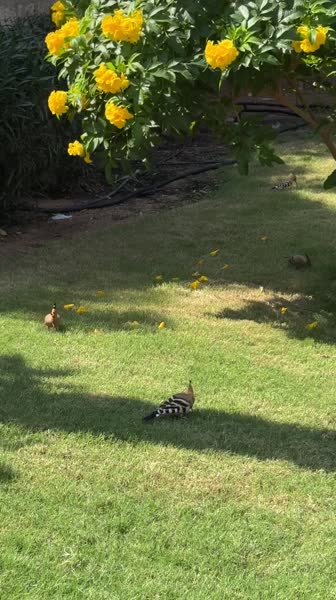 видео из отзыва ID 2741737