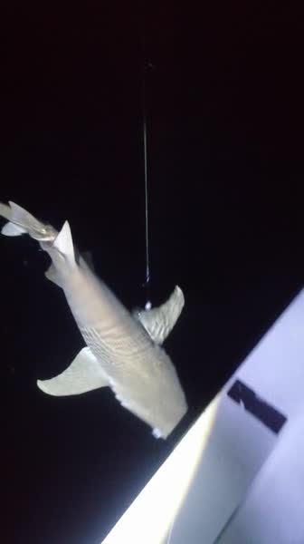 видео из отзыва ID 2737380