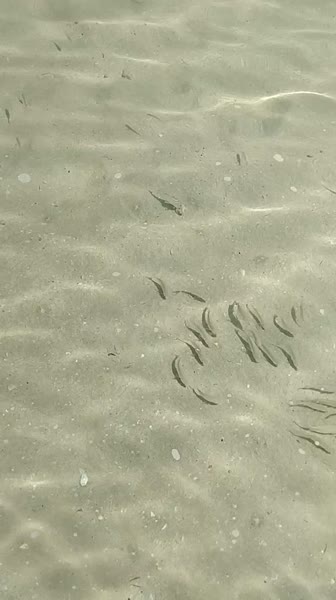 видео из отзыва ID 2742262