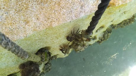 видео из отзыва ID 2742262