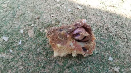 видео из отзыва ID 2742262