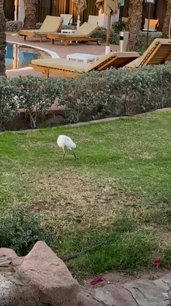 Видео из отеля Jaz Fayrouz 4*