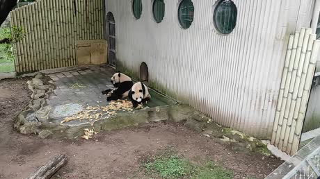 видео из отзыва ID 2742944