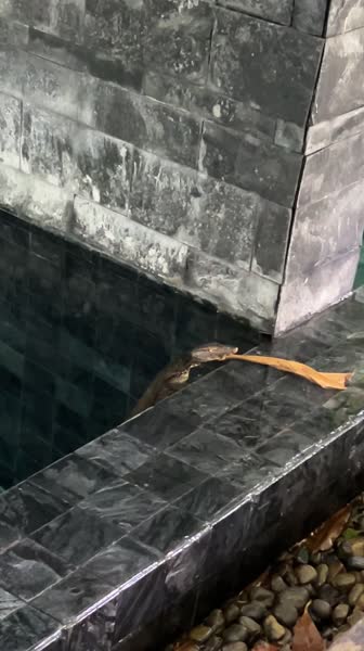 Видео из отеля Kalima Resort and Villas Khao Lak 5*