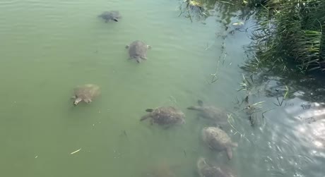 Hotel videos Cesars Side 5*