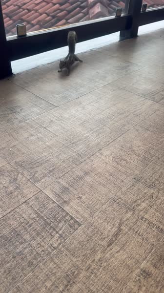 видео из отзыва ID 2743348