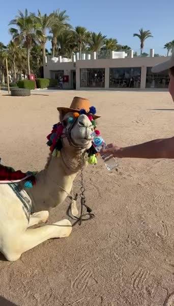 Hotel videos Meraki Resort Adults Only 4*