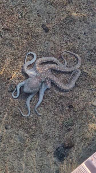 видео из отзыва ID 2743538