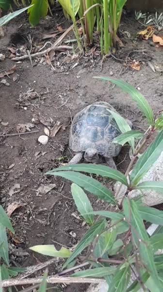 видео из отзыва ID 2743541