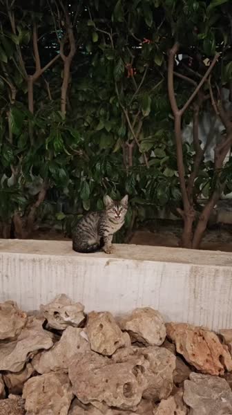 видео из отзыва ID 2745098