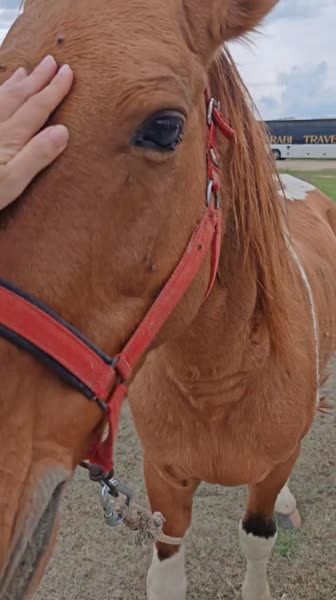 видео из отзыва ID 2745098