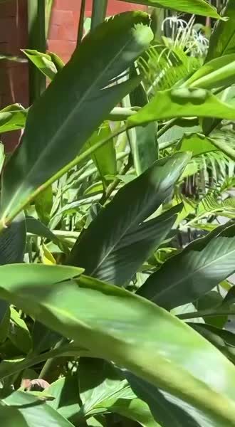 видео из отзыва ID 2745579