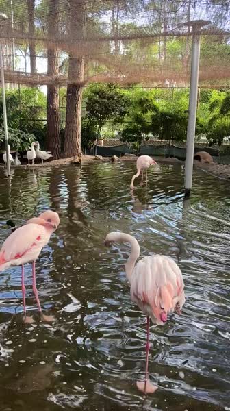 видео из отзыва ID 2745227