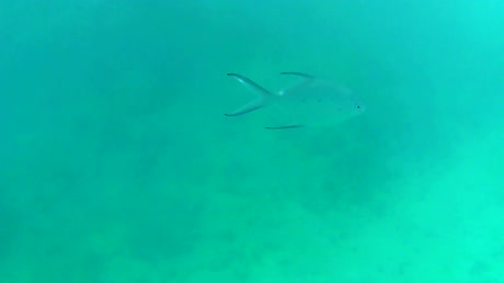 видео из отзыва ID 2746234