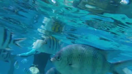 видео из отзыва ID 2746706