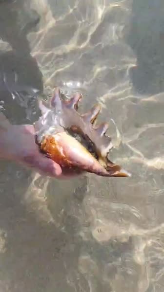 видео из отзыва ID 2746706