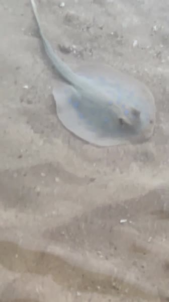 видео из отзыва ID 2746706