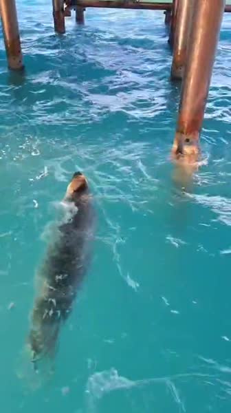 Hotel videos Dobedan World Palace 5*