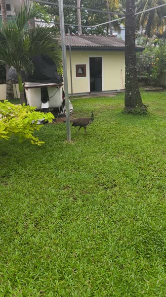 Hotel videos Freedom Villa 