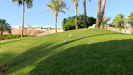 Видео из отеля Movenpick Resort Sharm El Sheikh Naama Bay 5*