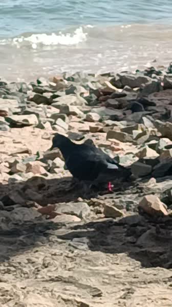 видео из отзыва ID 2747580