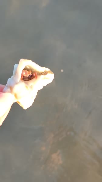 Hotel videos Al Bahar Hotel & Resort 5*