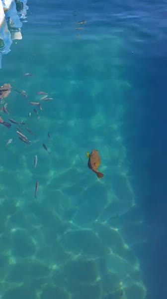 видео из отзыва ID 2748359