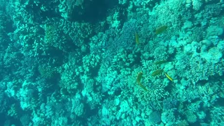 видео из отзыва ID 2748713