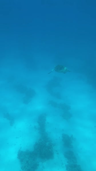 видео из отзыва ID 2793662