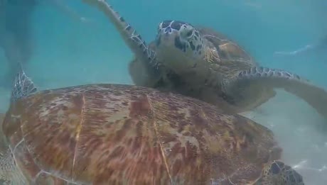 видео из отзыва ID 2681765