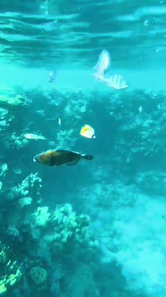 видео из отзыва ID 2686022