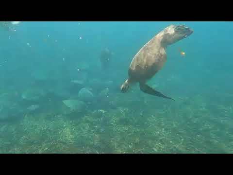Diving